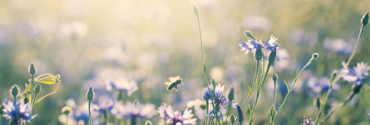 N�tzlinge Teaser