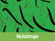 Gehe zu N�tzlinge