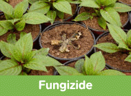 Gehe zu Fungizide