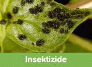 Gehe zu Insektizide