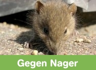 Gehe zu M�use und Ratten