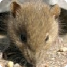 Mäuse und Ratten