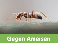 Gehe zu Ameisen