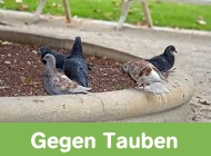 Gehe zu Taubenabwehr