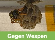 Gehe zu Wespen