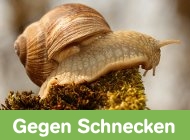 Gehe zu Schnecken