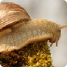 Schnecken