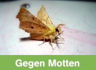 Gehe zu Motten und Schaben
