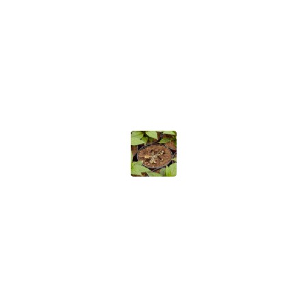 Fungizide