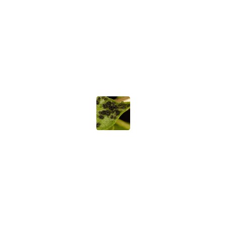 Insektizide