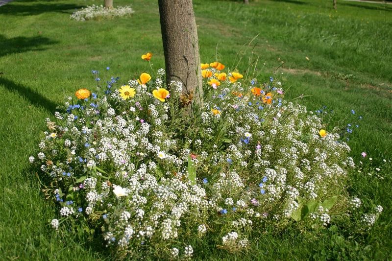 Blumenwiese "Unter Bäumen"