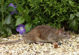 Ratte im Garten