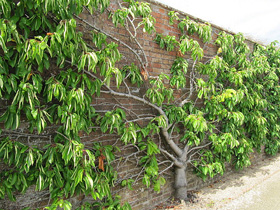 Spalierobst - hier ein Kirschbaum in England