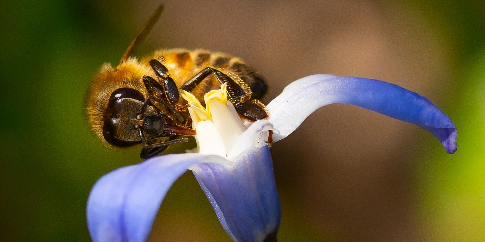 Blumenwiesen