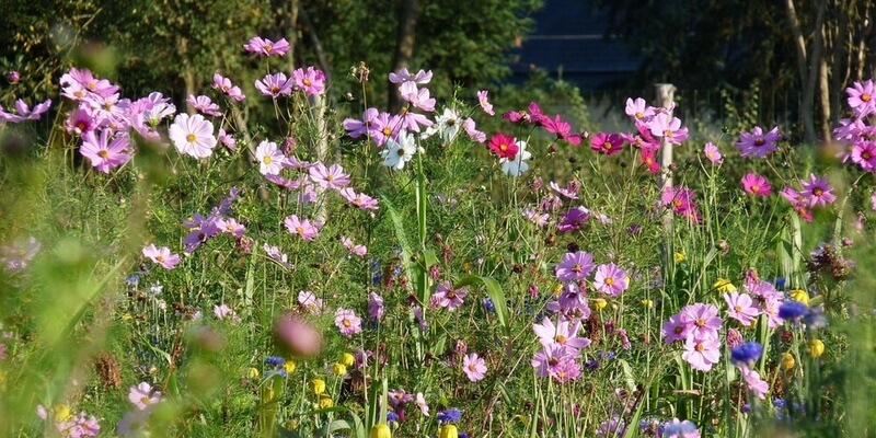 Wiese mit vielen blhenden Blumen