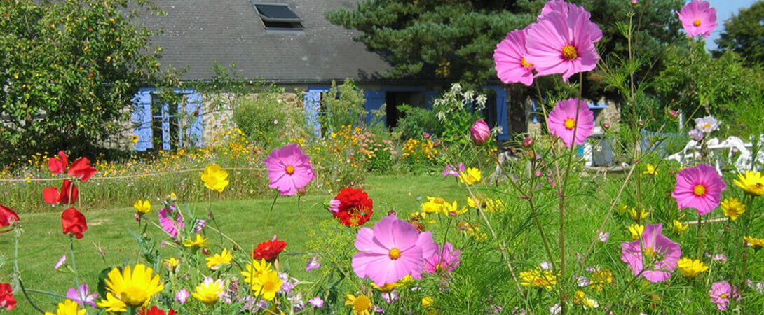 Blumenwiesen Saatmischungen