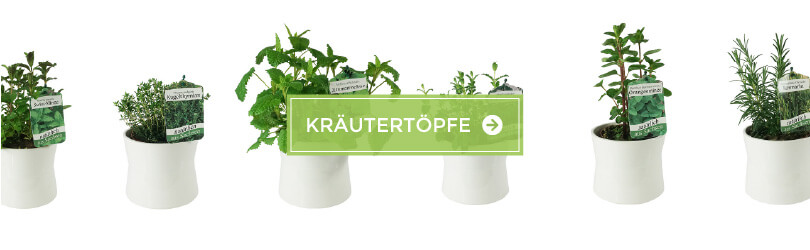 Zu den frischen Kräutertöpfen