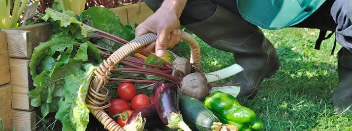 Gnstiges Hochbeet aus Fichte