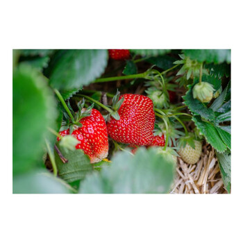 Erdbeer+Gemsewolle 850g