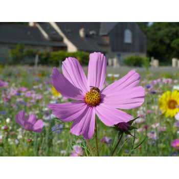 Blumenwiese Bienen