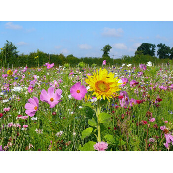 Blumenwiese Bienen