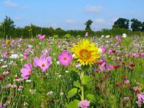Blumenwiese "Bienen"