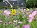 Blumenwiese "Bienen"