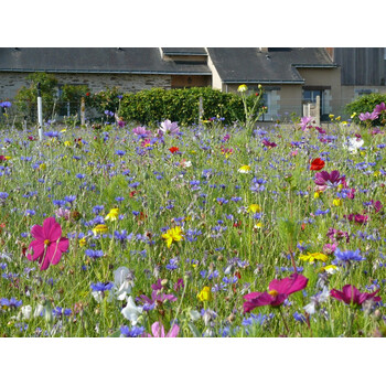 Blumenwiese Schmetterlinge