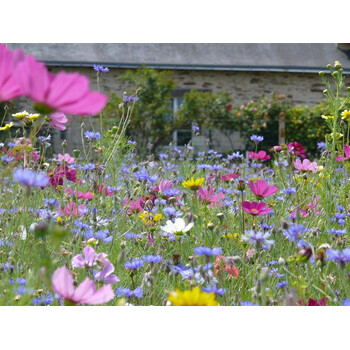 Blumenwiese Schmetterlinge