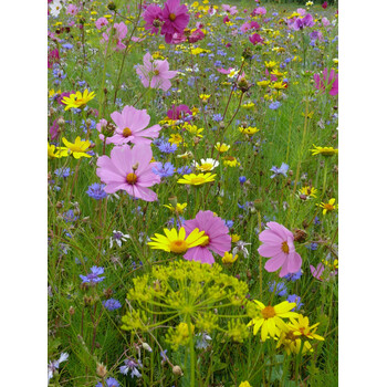 Blumenwiese Schmetterlinge