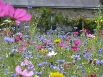Blumenwiese "Schmetterlinge"