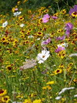 Blumenwiese "Vögel"