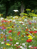 Blumenwiese "Marienkäfer"