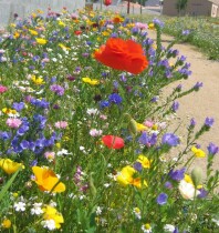 Blumenwiese "Trockener Boden" 30m²