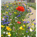 Blumenwiese Trockener Boden 30m²