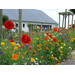 Blumenwiese Trockener Boden 30m²