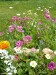 Blumenwiese "Steingarten" 30m²