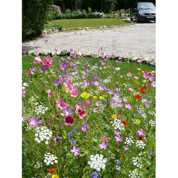 Blumenwiese Alle Bodenarten 30m