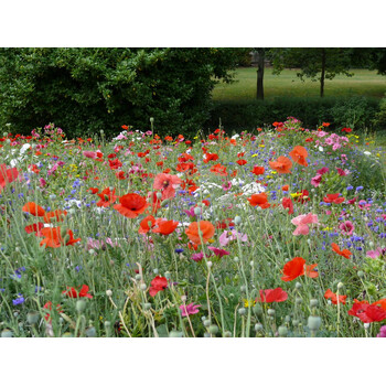 Blumenwiese Alle Bodenarten 30m