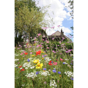 Blumenwiese Alle Bodenarten 30m