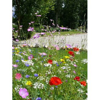 Blumenwiese Alle Bodenarten 30m