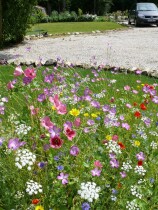 Blumenwiese "Alle Bodenarten" 30m²