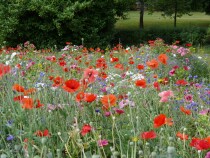 Blumenwiese "Alle Bodenarten" 30m²