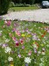 Blumenwiese "Alle Bodenarten" 30m²
