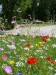 Blumenwiese "Alle Bodenarten" 30m²