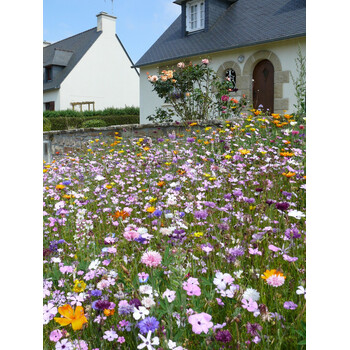 Blumenwiese für bienen anlegen