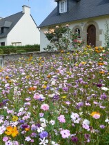 Blumenwiese "Dauerhafte Mischung"