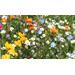 Blumenwiese Dauerhafte Mischung