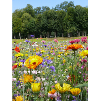 Blumenwiese Bunte Mischung