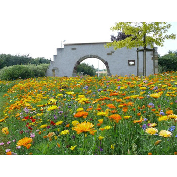 Blumenwiese Bunte Mischung